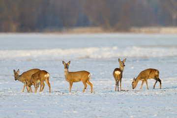 Naklejka na ściany i meble Western roe deers in wintertime, Germany, Europe
