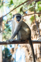 beautiful monkey is sitting on the lookout in a tree in a village in gambia