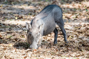 wild boar in nature