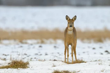 Fototapeten Western roe deer in wintertime, Female, Germany, Europe © Ana Gram