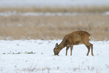 Western roe deer in wintertime, Germany, Europe