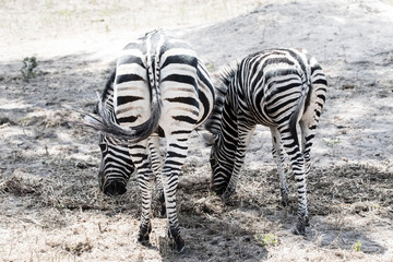 black and white wild zebra in africa