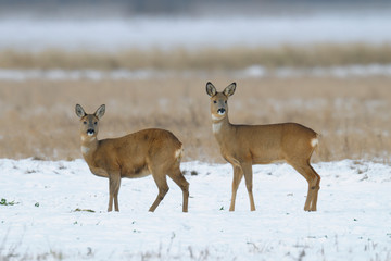 Naklejka na ściany i meble Western roe deers in wintertime, Female, Germany, Europe