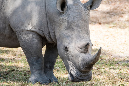 Grote zwarte neushoorn op de savanne van Zuid Africa