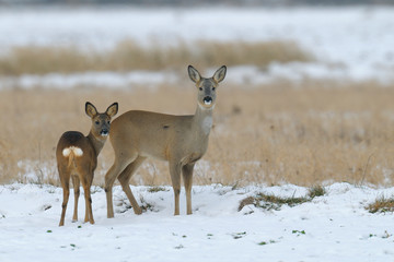Naklejka na ściany i meble Western roe deers in wintertime, Female, Germany, Europe