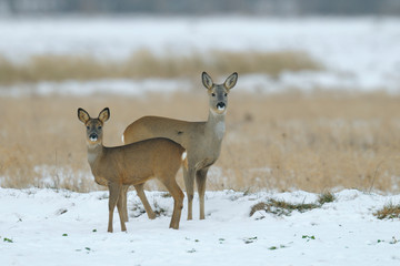 Western roe deers in wintertime, Female, Germany, Europe