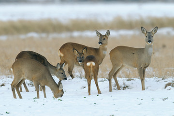 Western roe deers in wintertime, Germany, Europe