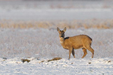 Western roe deer in wintertime, Female, Germany, Europe