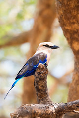 beautiful blue bird