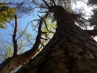 Verzweigten Baum hinauf
