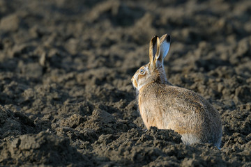 European brown hare, Lepus europaeus, Germany, Europe
