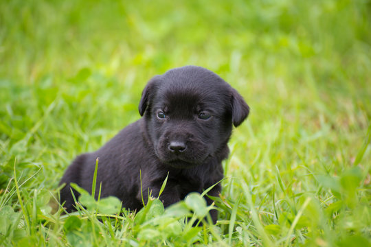 black Labrador puppy on green grass