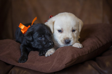 two puppies Labrador with a orange  ribbon lying on a brown pillow