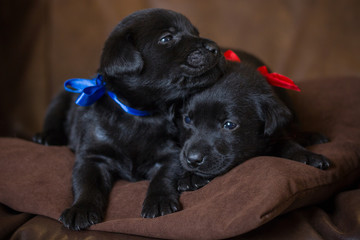 two puppies, a black Labrador with a blue and red  ribbons lying on a brown pillow