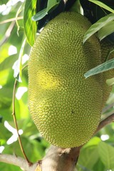 jackfruit on the tree with the nature