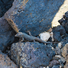 Lizard (Gallotia galloti galloti) moving between the volcanic stones, Canary Islands, Tenerife, Spain - Image