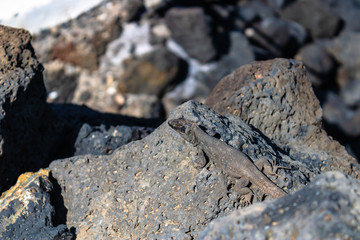 Lizard (Gallotia galloti galloti) enjoying the sun on the rocks, Tenerife, Canarias, Spain - Image