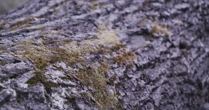 focus pull treebark with ants