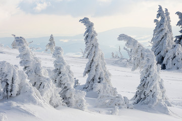 Snowy spruce trees, National Park Bavarian Forest, Bavaria, Germany