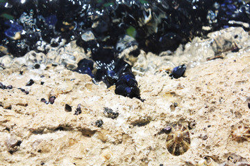 Wild mussels shell live in Adriatic Sea. Natur background stone and shells.