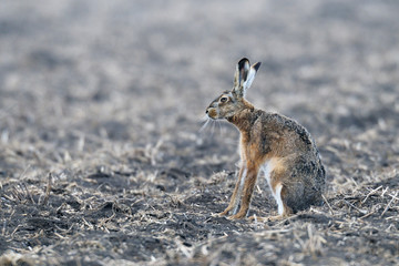 European brown hare (Lepus europaeus), Germany, Europe