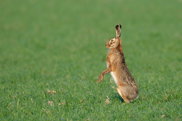 European brown hare (Lepus europaeus) in summer, Germany, Europe