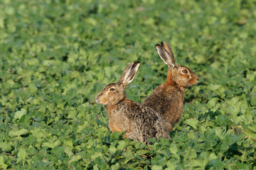 Fototapeta premium European brown hares (Lepus europaeus) in canola field, Germany, Europe