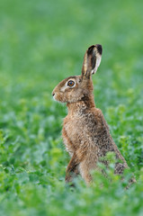 European brown hare (Lepus europaeus) in summer, Germany, Europe