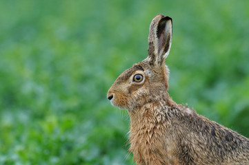 European brown hare (Lepus europaeus) in summer, Germany, Europe