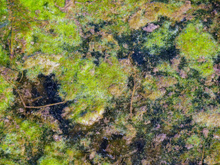 Natural background, green moss , algae in a small pond at springtime.
