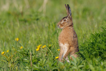 European brown hare (Lepus europaeus) in summer, Germany, Europe