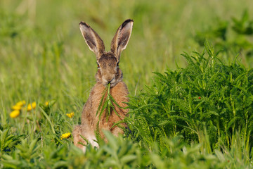 European brown hare, Lepus europaeus, Germany, Europe © Ana Gram