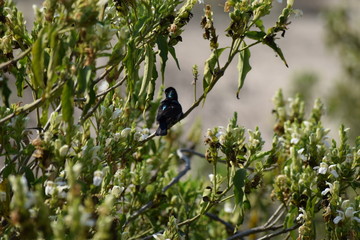bird on branch