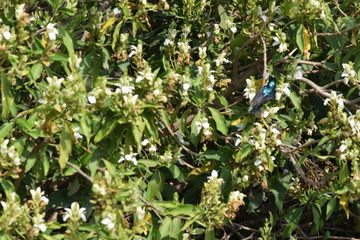 Fototapeta premium flowers in the garden