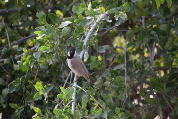 bird on a branch