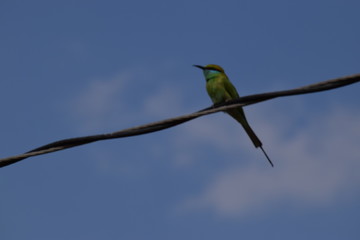 bird on a branch