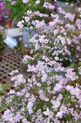 Boronia little light purple flower