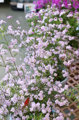 Boronia little light purple flower