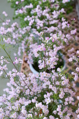 Boronia little light purple flower
