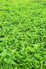 Fototapeta na wymiar Mint grow in the agricultural greenhouse 