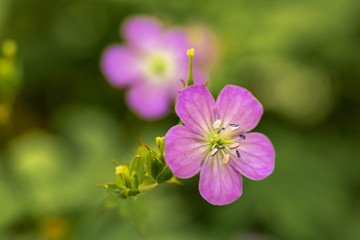 Fototapeta premium Pretty Wild Geranium Smoky Mountains