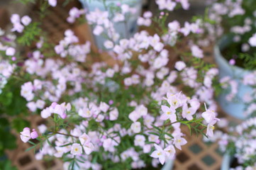 Boronia little light purple flower