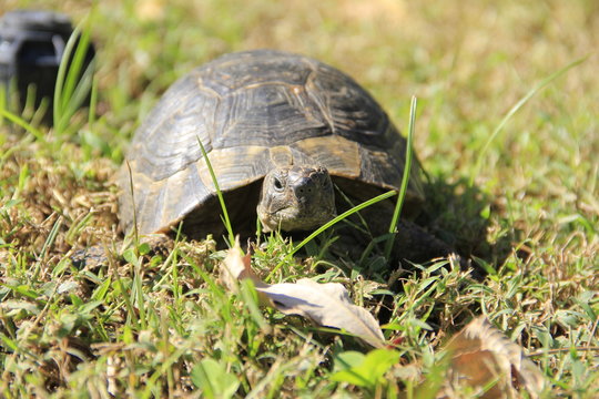 nature green grass and turtle