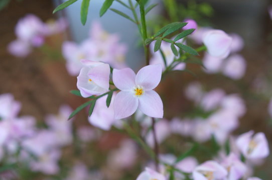 Boronia little light purple flower