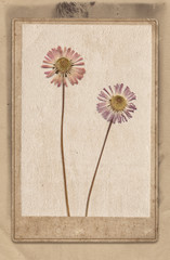 Vintage background with dry flowers on old paper texture