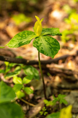 Yellow Trillium Flower Smoky Mountains National Park
