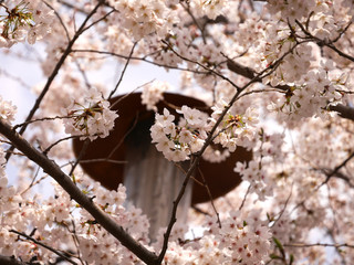 桜と電灯