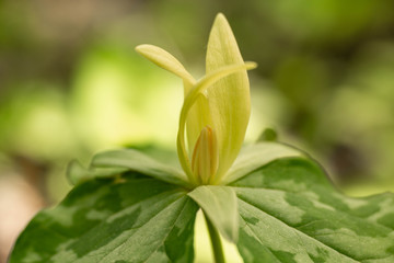 Yellow Trillium Wildflower Growing in Smoky Mountains