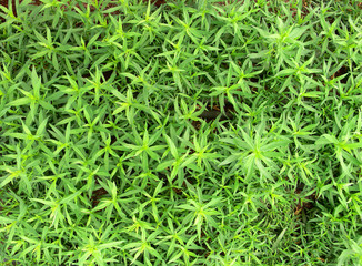 Tarragon or estragon grow in the agricultural greenhouse 