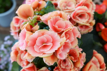 Begonia Semperflorens colorful flower bloom